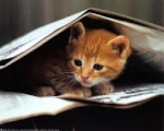 Treetop Whispers Warrior Cat Forums 121-75